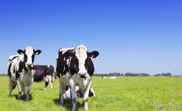lora支持的智能农业牛群跟踪